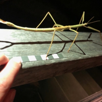 Ctenomorpha marginipennis (Margin-winged stick insect) at Bermagui, NSW - 19 Sep 2020 by JackieLambert