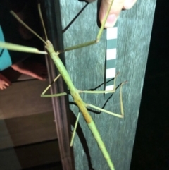 Ctenomorpha marginipennis at Bermagui, NSW - 19 Sep 2020