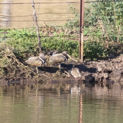 Rostratula australis (Australian Painted-snipe) at Bungendore, NSW - 3 Feb 2017 by rawshorty