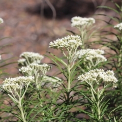 Cassinia longifolia (Shiny Cassinia, Cauliflower Bush) at Gundaroo, NSW - 27 Nov 2019 by Gunyijan