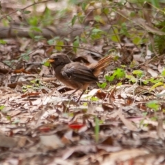 Pycnoptilus floccosus (Pilotbird) at Namadgi National Park - 21 Feb 2015 by rawshorty