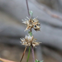 Laxmannia gracilis (Slender Wire Lily) at O'Connor, ACT - 19 Sep 2020 by ConBoekel