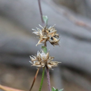 Laxmannia gracilis at O'Connor, ACT - 19 Sep 2020 11:45 AM