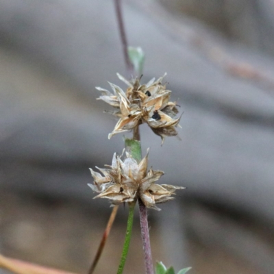 Laxmannia gracilis (Slender Wire Lily) at Dryandra St Woodland - 19 Sep 2020 by ConBoekel