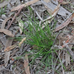 Laxmannia gracilis at O'Connor, ACT - 19 Sep 2020 11:45 AM