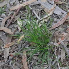 Laxmannia gracilis at O'Connor, ACT - 19 Sep 2020