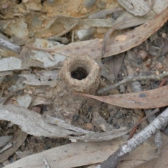Camponotus intrepidus (Flumed Sugar Ant) at Dryandra St Woodland - 19 Sep 2020 by ConBoekel