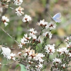 Zizina otis (Common Grass-Blue) at Theodore, ACT - 19 Sep 2020 by Christine