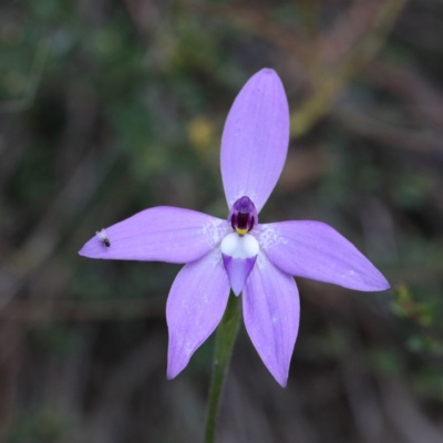 Glossodia major (Wax Lip Orchid) at O'Connor, ACT - 19 Sep 2020 by ConBoekel