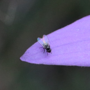 Glossodia major at O'Connor, ACT - 19 Sep 2020