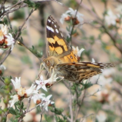 Vanessa kershawi (Australian Painted Lady) at Tuggeranong Hill - 19 Sep 2020 by Christine