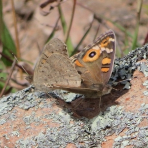 Junonia villida at Theodore, ACT - 19 Sep 2020