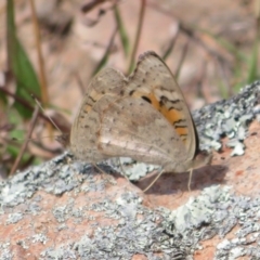 Junonia villida at Theodore, ACT - 19 Sep 2020 01:33 PM