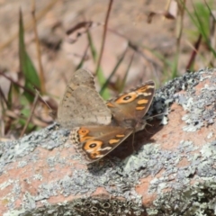 Junonia villida at Theodore, ACT - 19 Sep 2020 01:33 PM