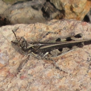 Pycnostictus seriatus at Theodore, ACT - 19 Sep 2020