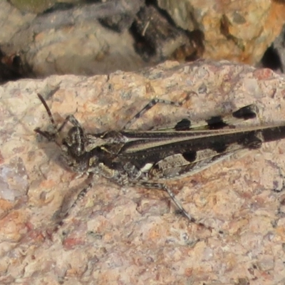 Pycnostictus seriatus (Common Bandwing) at Tuggeranong Hill - 19 Sep 2020 by Christine