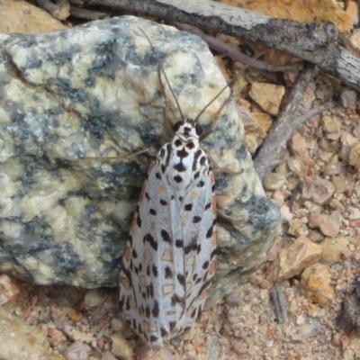 Utetheisa pulchelloides (Heliotrope Moth) at Tuggeranong Hill - 19 Sep 2020 by Christine