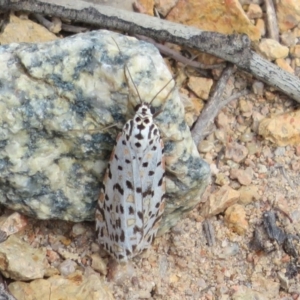 Utetheisa pulchelloides at Theodore, ACT - 19 Sep 2020 01:48 PM