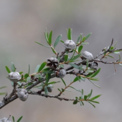 Gaudium multicaule (Teatree) at Dryandra St Woodland - 19 Sep 2020 by ConBoekel