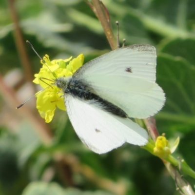 Pieris rapae (Cabbage White) at Theodore, ACT - 19 Sep 2020 by Christine