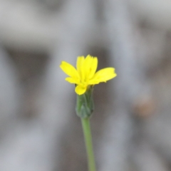 Hypochaeris glabra (Smooth Catsear) at O'Connor, ACT - 19 Sep 2020 by ConBoekel