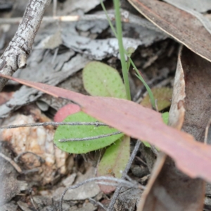 Hypochaeris glabra at O'Connor, ACT - 19 Sep 2020