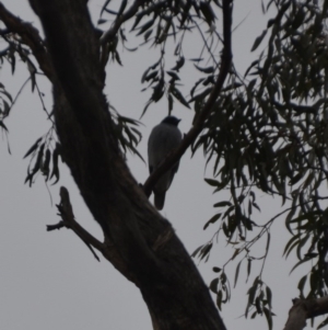 Coracina novaehollandiae at Wamboin, NSW - 28 Jun 2020