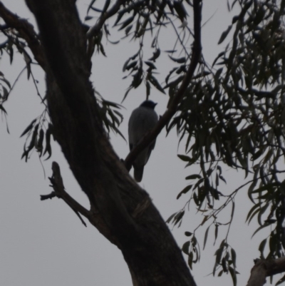 Coracina novaehollandiae (Black-faced Cuckooshrike) at Wamboin, NSW - 28 Jun 2020 by natureguy
