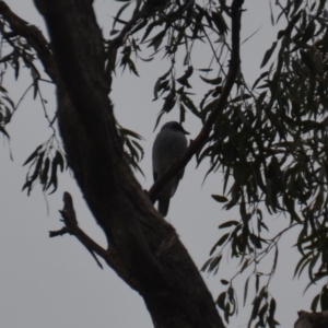 Coracina novaehollandiae at Wamboin, NSW - 28 Jun 2020