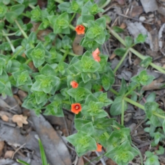 Lysimachia arvensis (Scarlet Pimpernel) at Dryandra St Woodland - 19 Sep 2020 by ConBoekel