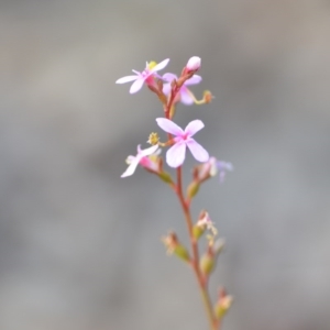 Stylidium graminifolium at Wamboin, NSW - 29 Jun 2020