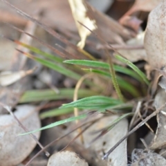Stylidium graminifolium at Wamboin, NSW - 29 Jun 2020