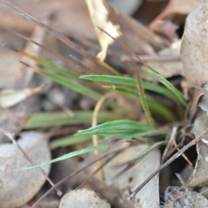 Stylidium graminifolium at Wamboin, NSW - 29 Jun 2020 01:26 PM