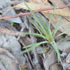 Stylidium graminifolium at Wamboin, NSW - 29 Jun 2020