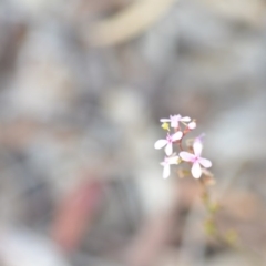 Stylidium graminifolium at Wamboin, NSW - 29 Jun 2020