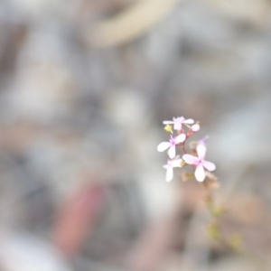 Stylidium graminifolium at Wamboin, NSW - 29 Jun 2020 01:26 PM