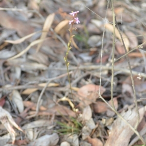 Stylidium graminifolium at Wamboin, NSW - 29 Jun 2020