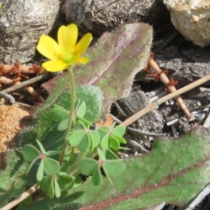 Oxalis sp. at Theodore, ACT - 19 Sep 2020