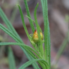 Xerochrysum viscosum (Sticky Everlasting) at O'Connor, ACT - 19 Sep 2020 by ConBoekel