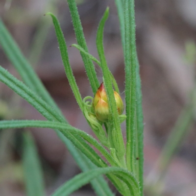 Xerochrysum viscosum (Sticky Everlasting) at Dryandra St Woodland - 19 Sep 2020 by ConBoekel