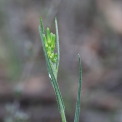 Senecio quadridentatus (Cotton Fireweed) at Dryandra St Woodland - 19 Sep 2020 by ConBoekel