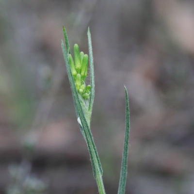 Senecio quadridentatus (Cotton Fireweed) at O'Connor, ACT - 19 Sep 2020 by ConBoekel