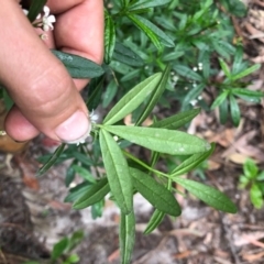 Zieria smithii at Wattamolla, NSW - 18 Sep 2020