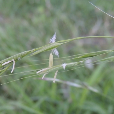 Microlaena stipoides (Weeping Grass) at Pollinator-friendly garden Conder - 16 Mar 2020 by michaelb