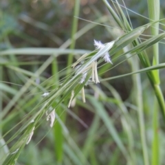 Microlaena stipoides at Conder, ACT - 17 Mar 2020