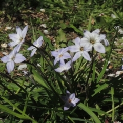 Ipheion uniflorum (Spring Star-flower) at Conder, ACT - 25 Aug 2020 by michaelb