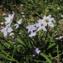 Ipheion uniflorum (Spring Star-flower) at Conder, ACT - 25 Aug 2020 by MichaelBedingfield