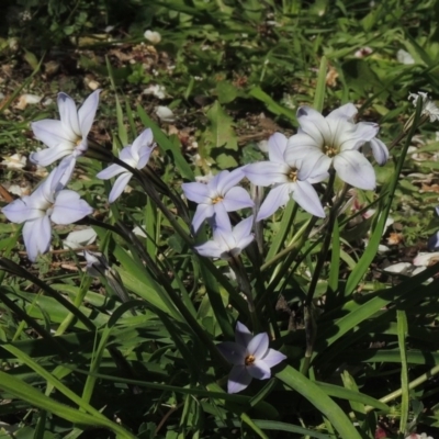 Ipheion uniflorum (Spring Star-flower) at Conder, ACT - 25 Aug 2020 by michaelb