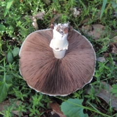 Agaricus sp. (Agaricus) at Pollinator-friendly garden Conder - 16 Mar 2020 by michaelb