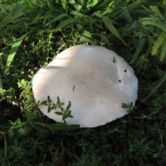 Agaricus sp. at Conder, ACT - 17 Mar 2020